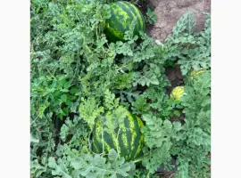 Зображення для оголошення Продам кавун оптом від виробника. Висока якість