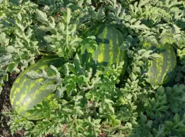Зображення для оголошення Продам кавун з поля