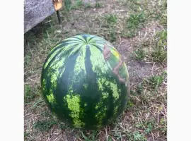 Зображення для оголошення Продам арбуз