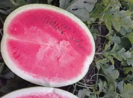 Зображення для оголошення Продам кавун ПРОДУСЄР спілий та солодкий