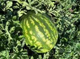 Зображення для оголошення Продам кавун продюсер