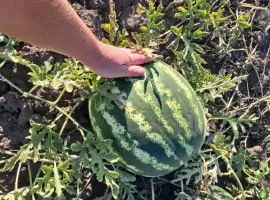 Зображення для оголошення Продам кавун
