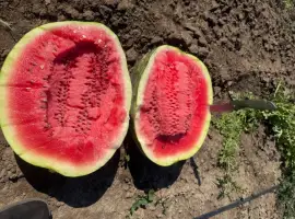 Зображення для оголошення Продам Кавун