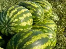 Зображення для оголошення Продам кавун