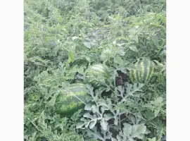 Зображення для оголошення Продам кавуни оптом від виробника