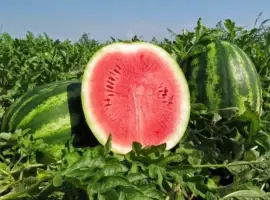 Зображення для оголошення Продам кавун Талісман
