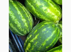 Зображення для оголошення Продам кавун сорт Фонтана