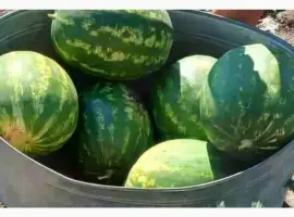 Зображення для оголошення Продам кавун оптом тамерлан 7-16