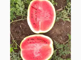 Зображення для оголошення Продам кавун Талісман