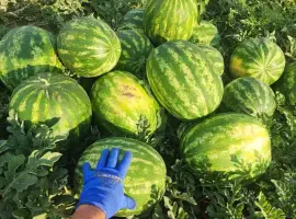 Зображення для оголошення Продам Кавун Талісман Уманський р-н