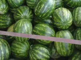Зображення для оголошення Продам кавун прямо з поля різні сорти