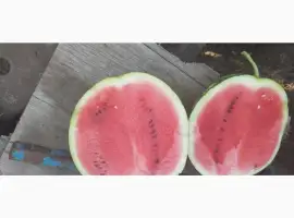 Зображення для оголошення Продам кавун