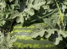 Зображення для оголошення Продам Кавун Карістан опт