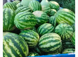 Зображення для оголошення Продам кавун