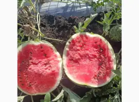 Зображення для оголошення Продам кавун
