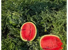Зображення для оголошення Продам кавун