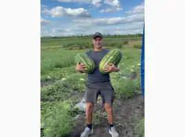 Зображення для оголошення Продам кавун Фарао