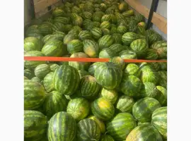 Зображення для оголошення Продам кавун опт