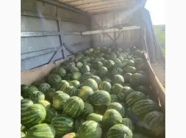 Зображення для оголошення Продам Кавун Талісман
