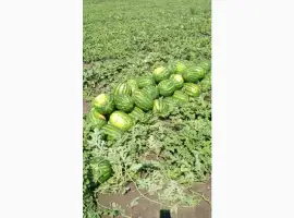 Зображення для оголошення Продам кавун КАРИСТАН
