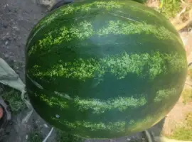 Зображення для оголошення Продам арбуз