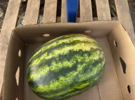 Зображення для оголошення Продам кавун Цитадель 9-18 кг