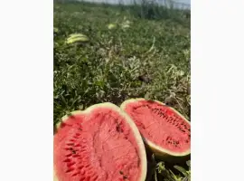 Зображення для оголошення Продам кавун з поля Карістан