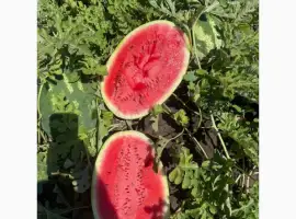 Зображення для оголошення ПРОДАМ арбуз