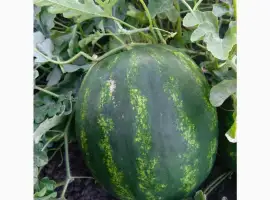 Зображення для оголошення Продам кавун. Грін Джар