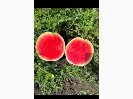 Зображення для оголошення Продам кавун