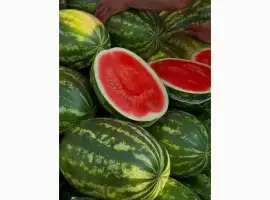 Зображення для оголошення Продам кавуни Талісман