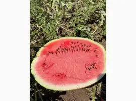 Зображення для оголошення Продам кавун з поля Талісман