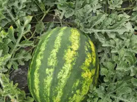 Зображення для оголошення Продам кавун Нун