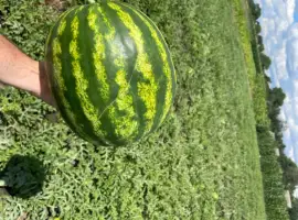 Зображення для оголошення Продам кавун Талісман 6-12кг