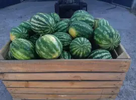 Зображення для оголошення Продам кавун Талісман