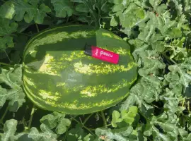 Зображення для оголошення Продам кавун/арбуз