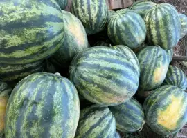 Зображення для оголошення Продам кавун Сенсей 6-12