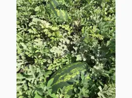 Зображення для оголошення Продам кавун вищого гатунку поля