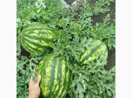 Зображення для оголошення Продам кавун