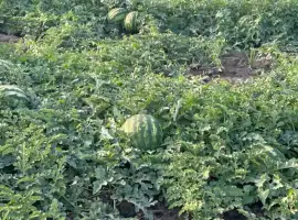 Зображення для оголошення Продам арбуз
