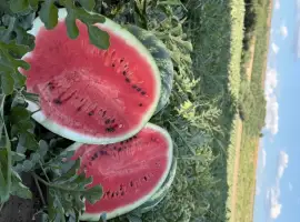 Зображення для оголошення Продам якісний кавун