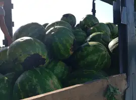 Зображення для оголошення Продам арбуз
