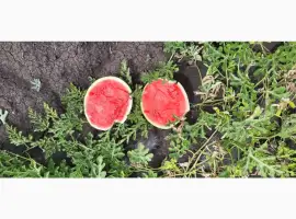 Зображення для оголошення Продам арбуз топган