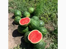 Зображення для оголошення Продам кавун Талісман