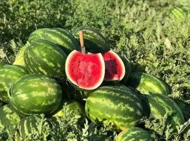 Зображення для оголошення Продам кавун Карістан