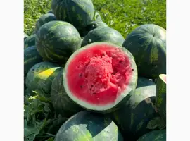 Зображення для оголошення Продам кавун Саніара (безкісточковий)/Луїзітана оптом