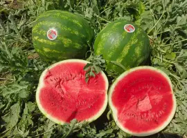 Зображення для оголошення Продам арбуз
