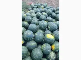 Зображення для оголошення Продам кавун Лузітана