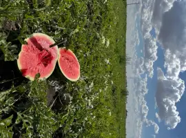 Зображення для оголошення Продам кавун оптом / Продам арбуз оптом Талісман