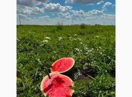 Зображення для оголошення Продам арбуз кавун
